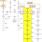 Metabolism of (8Z,11Z,14Z)-icosa-8,11,14-trienoic acid Metabolism of Dihomo-gamma-linolenic Acid