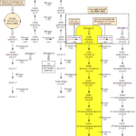 Sintesi dei PUFA ω-6 Acido Linoleico