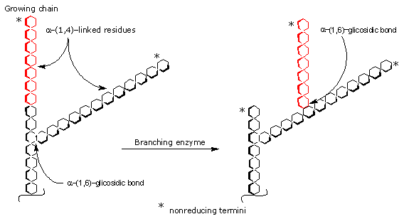 Glycogen Branching Enzyme Glycogen Synthesis: Glycogen Branching Enzyme