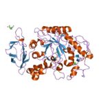 Animal α-Amylase alpha-amylase