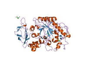 Animal α-Amylase alpha-amylase