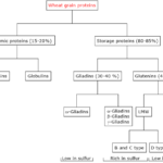 Proteins Found in Wheat Grains Gluten