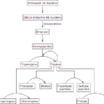 Cascata di Attivazione degli Zimogeni di Origine Pancreatica Digestione delle Proteine