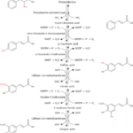 Biosynthesis of Hydroxycinnamates Hydroxycinnamic Acids