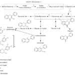 Pathway di Sintesi dei Flavonoidi Biosintesi dei Flavonoidi