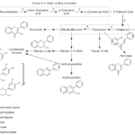 Flavonoid Synthesis Pathway Flavonoid Biosynthesis