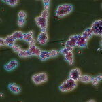 Phylum Ascomycota; genere Candida Microbiota Umano