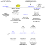 Development of Gut Microflora throughout Life Gut Microbiota
