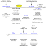 Sviluppo della Microflora Intestinale nel Corso della Vita Microbiota Intestinale