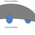 Rappresentazione del Lato Concavo, Idrofilico, e Convesso, Idrofobico, dell’Acido Colico Sali Biliari