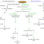 Biosynthesis of Primary Bile Acids and Their Conjugates Bile Salts