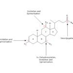 Intestinal Metabolism of Bile Acids Bile Salts