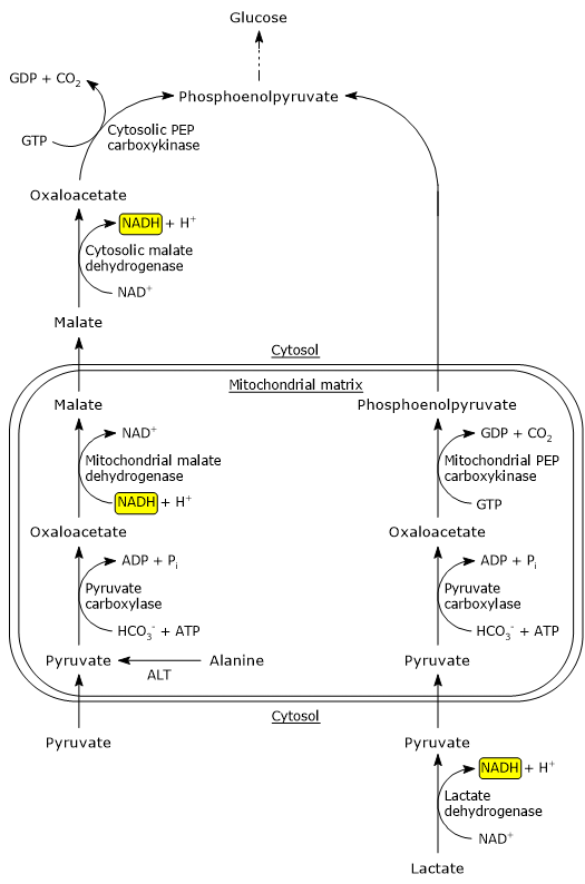Gluconeogenesis Chart