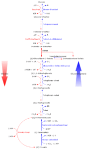 Glicolisi e Sintesi de novo del Glucosio Gluconeogenesi