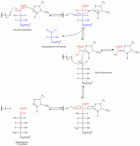 Catalytic Mechanism of Transketolase Pentose Phosphate Pathway