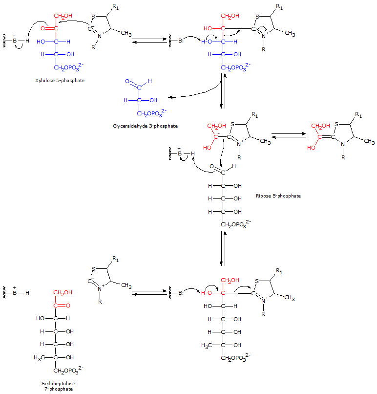 Catalytic Mechanism of Transketolase Pentose Phosphate Pathway
