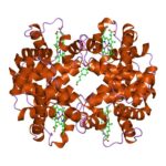 Esempio di Proteina Globulare Classificazione delle Proteine