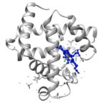 Tertiary Structure of Oxy-Myoglobin Proteins