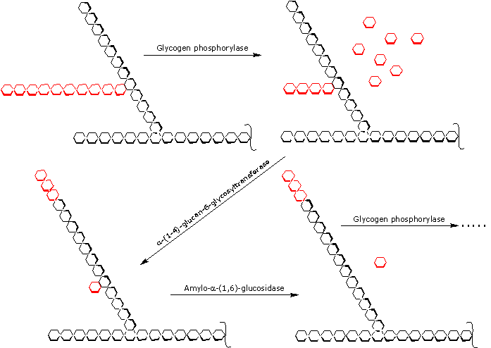 The Steps of Glycogenolysis Glycogenolysis