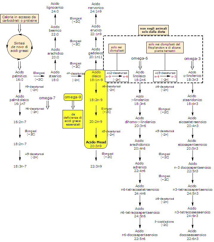 Metabolismo dello Acido Mead