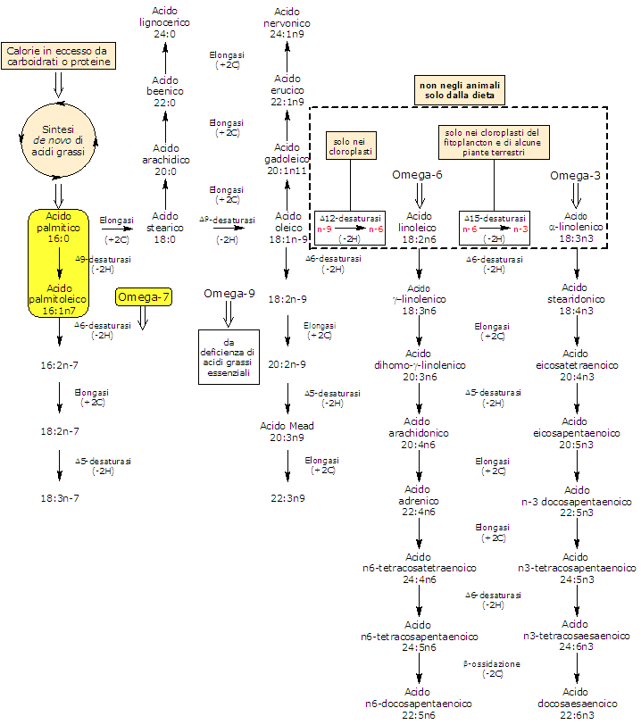 Sintesi dell'acido palmitoleico dall'acido palmitico