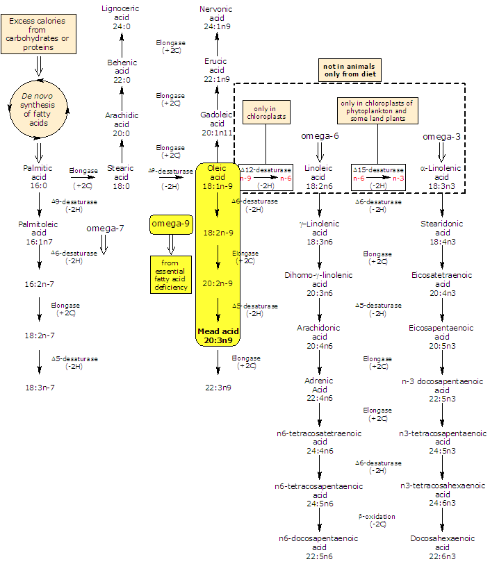 Synthesis of Mead Acid