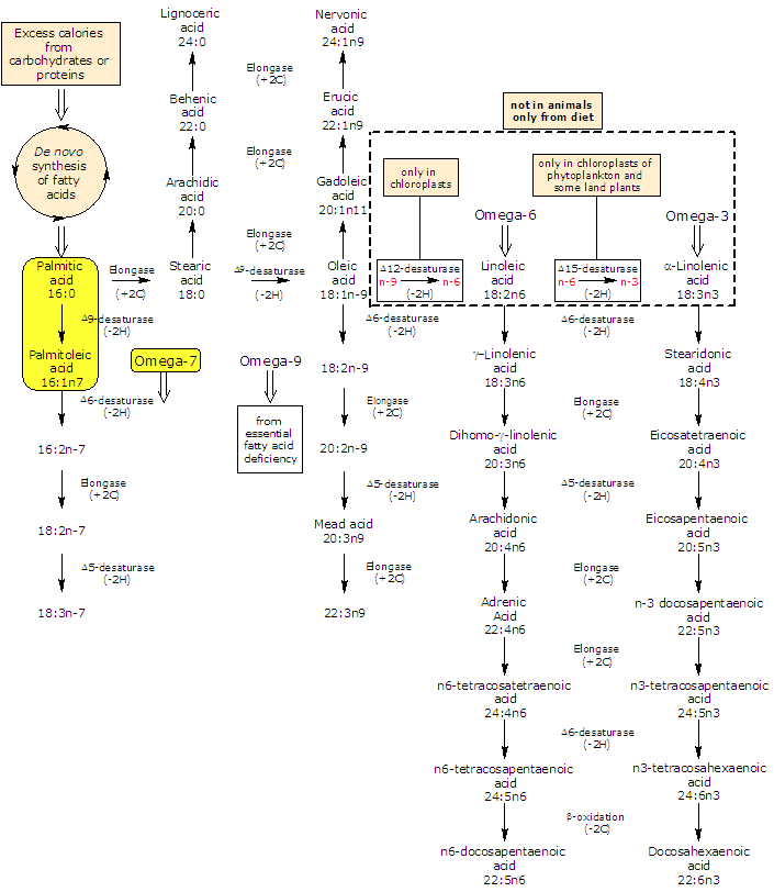 Synthesis of palmitoleic acid from palmitic acid