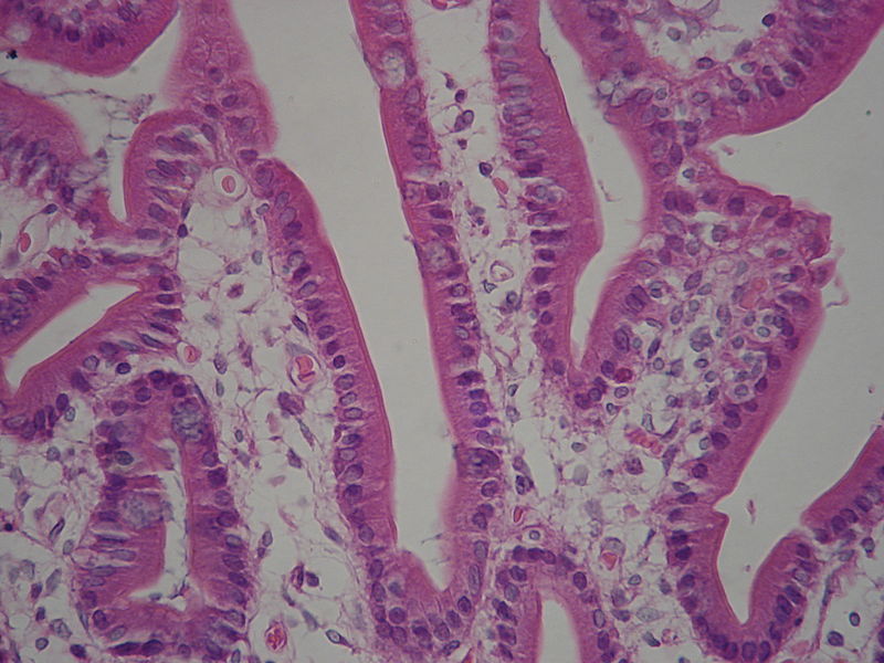 Assorbimento dei monosaccaridi nei microvilli dell'intestino tenue