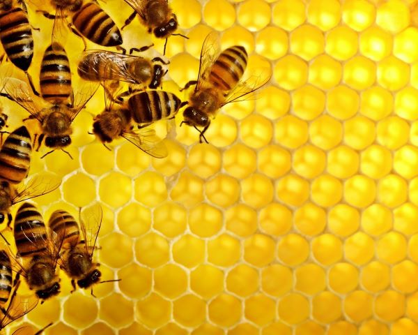 Honey has a fructose and glucose composition almost equal to that of 100% invert sugar