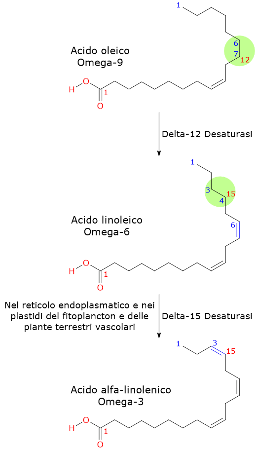 Sintesi degli acidi grassi essenziali acido linoleico e acido alfa-linolenico