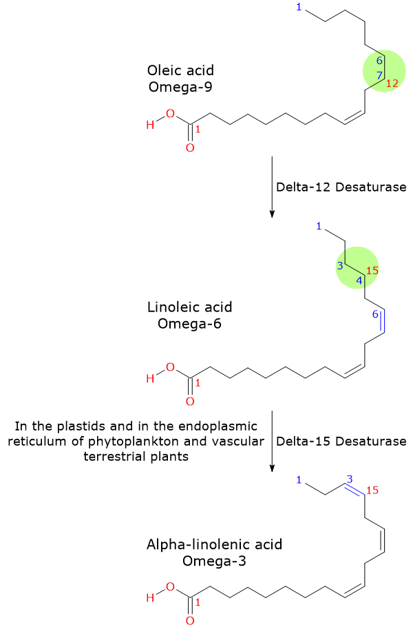 Synthesis of the essential fatty acids linoleic acid and alpha-linolenic acid