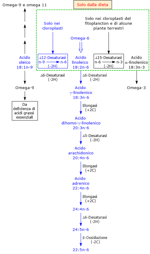 Biosintesi e metabolismo degli acidi grassi polinsaturi omega-6
