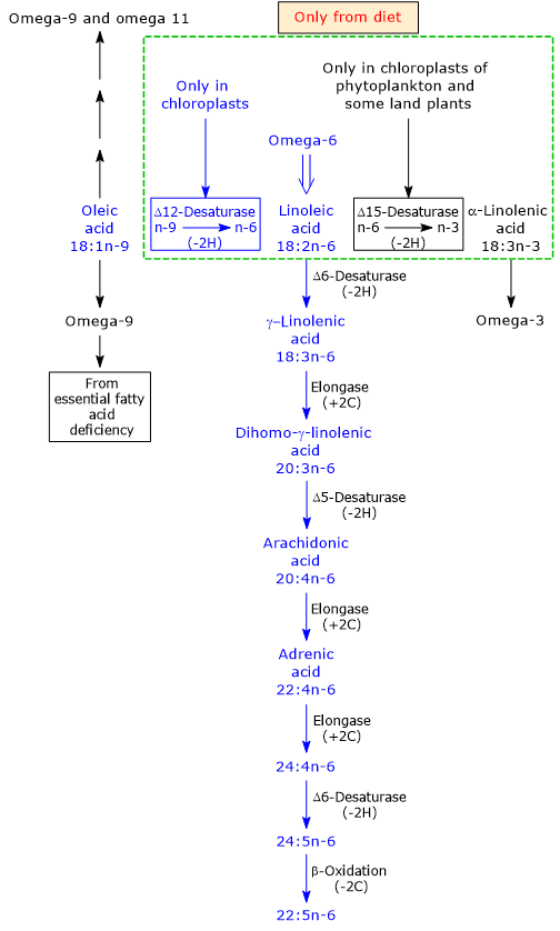 Biosynthesis and metabolism of omega-6 polyunsaturated fatty acids