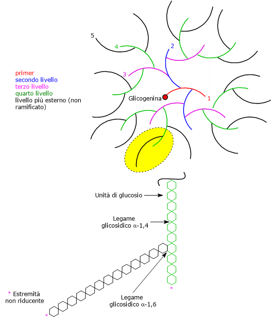 La struttura ramificata della molecola del glicogeno, i livelli, e la glicogenina