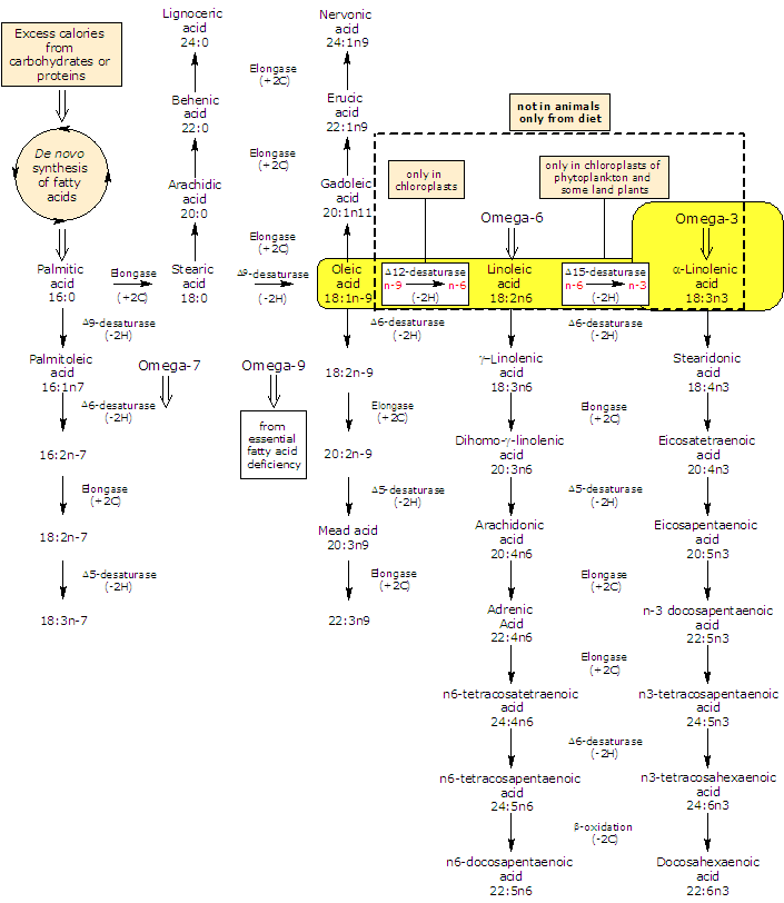 Synthesis of alpha-linolenic acid from oleic acid