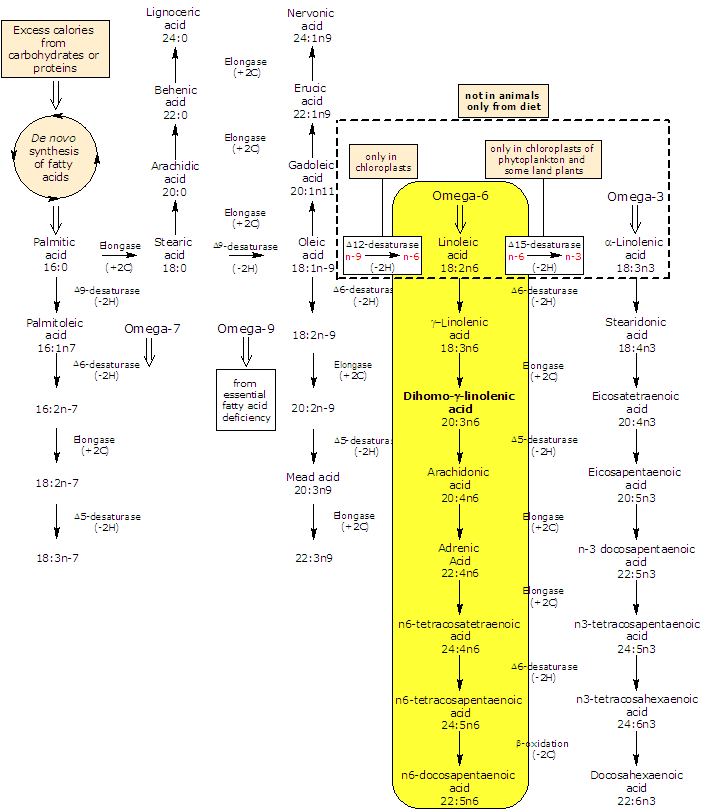 Synthesis and metabolism of Dihomo-gamma-linolenic Acid