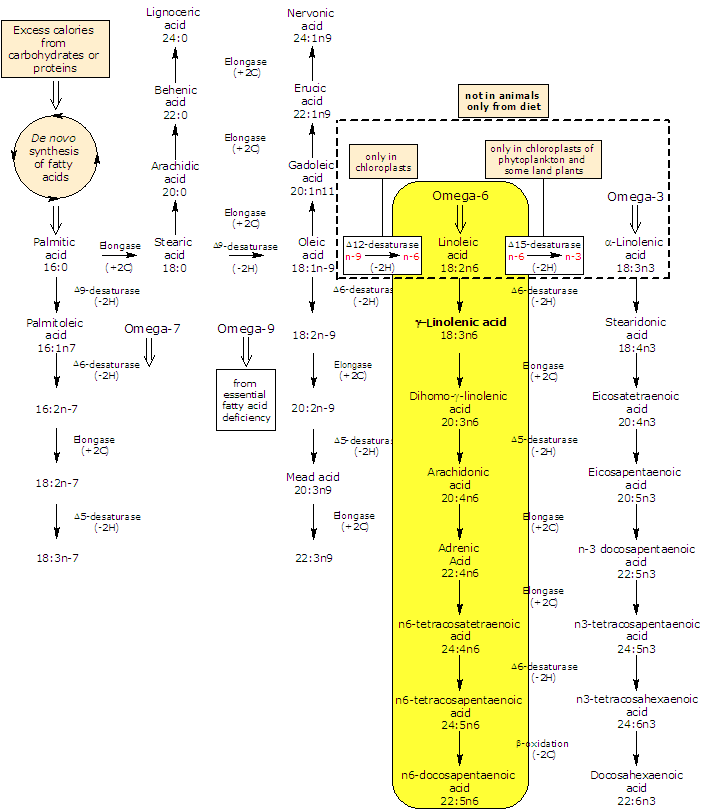 Synthesis and metabolism of gamma-Linolenic acid