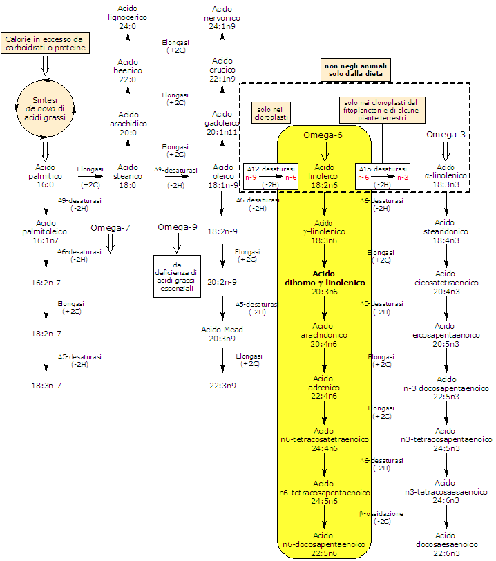 Sintesi e metabolismo dell'acido diomo-gamma-linolenico