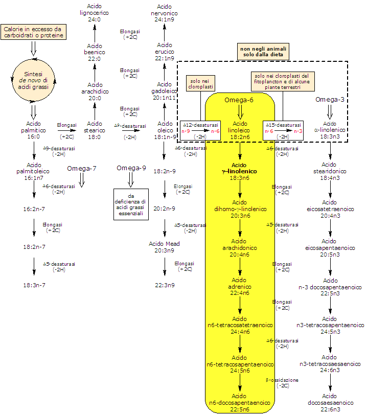 Sintesi e metabolismo dell'acido gamma-linolenico