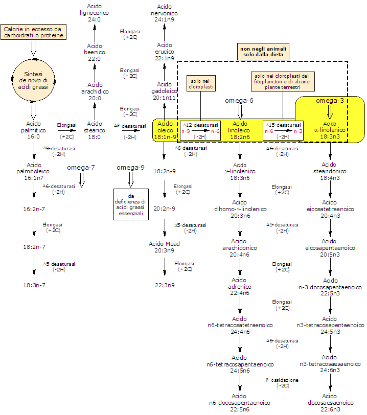 Sintesi dell'acido alfa-linolenico dall'acido oleico