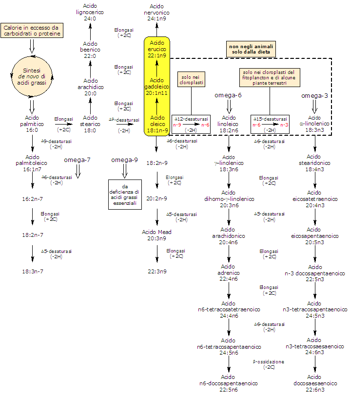 Sintesi dell'Acido Erucico