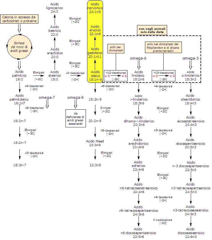 Sintesi dell'Acido Nervonico