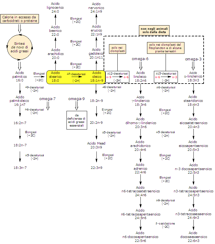 Sintesi dello acido oleico