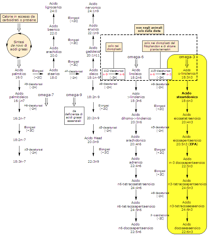 Sintesi dell'Acido Stearidonico