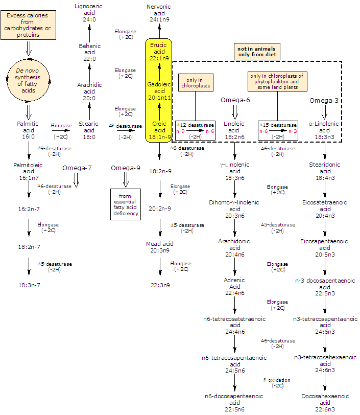 Synthesis of Erucic Acid