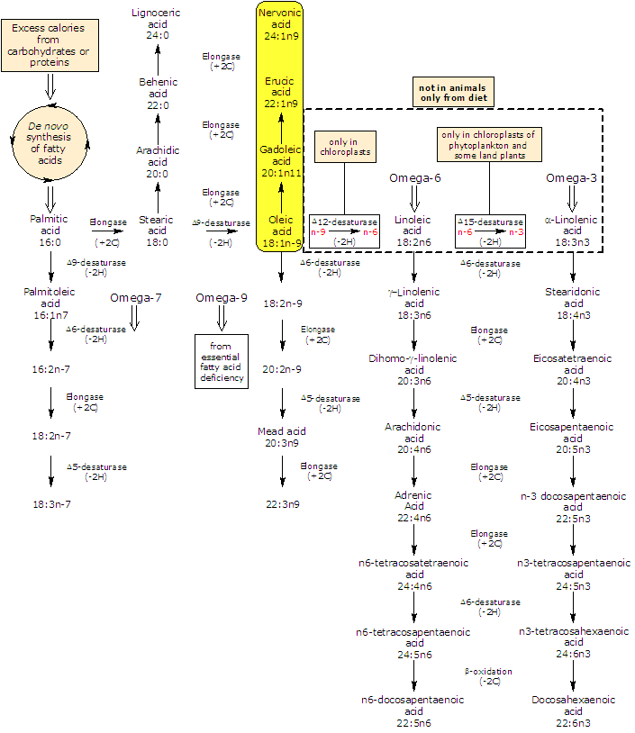 Synthesis of Nervonic Acid