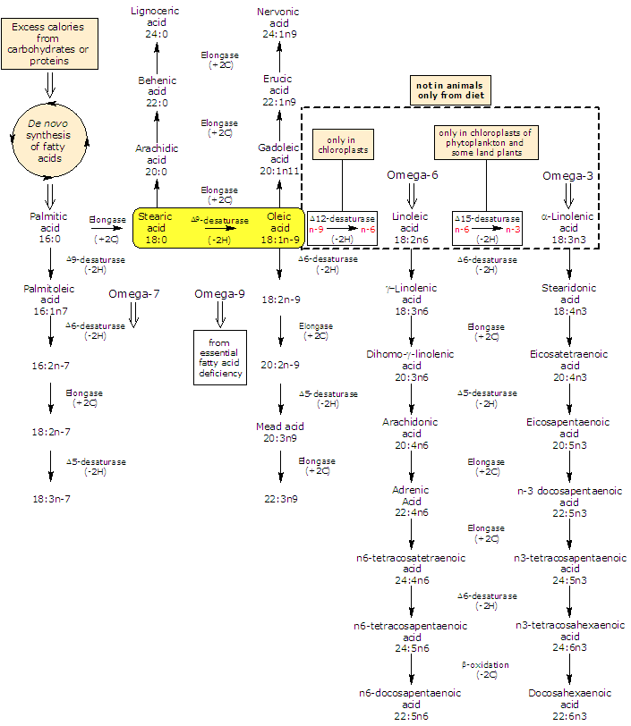 Synthesis of Oleic Acid