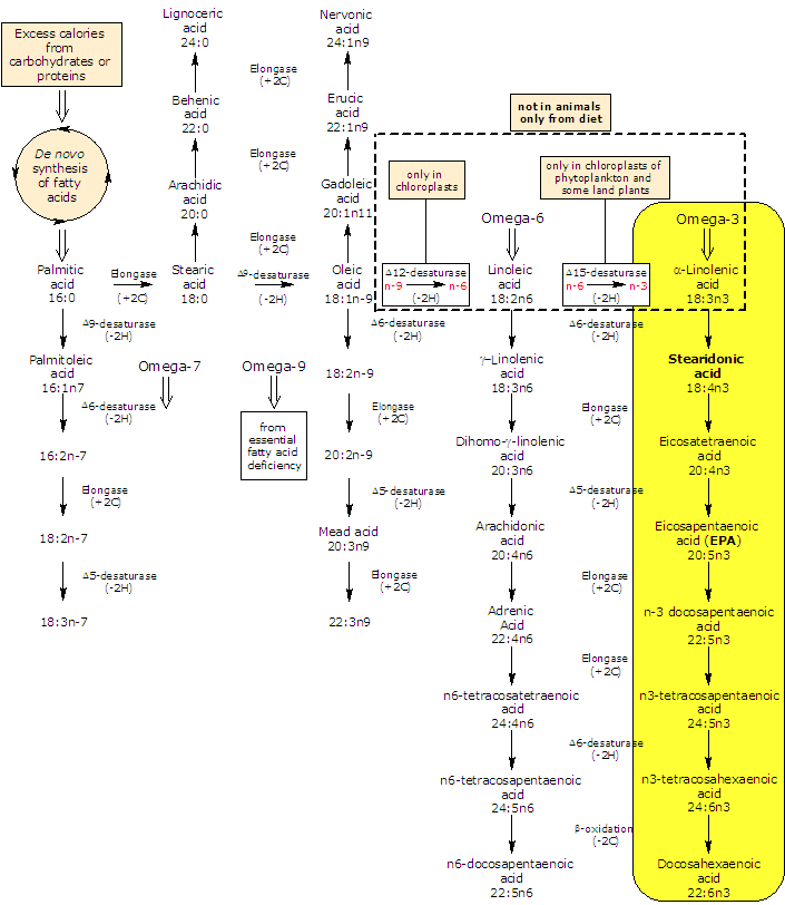 Synthesis of Stearidonic Acid