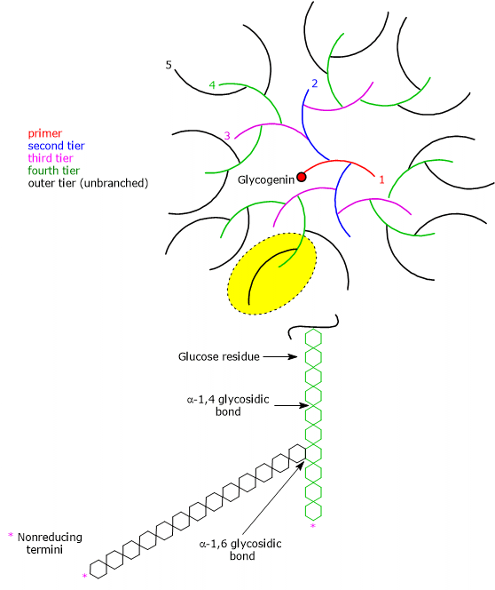 The branched structure of glycogen molecule, the tiers and glycogenin