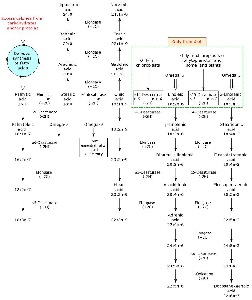 Metabolic pathways for saturated and unsaturated long chain fatty acid synthesis